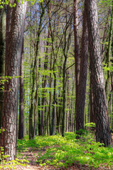 Beech forest during spring time