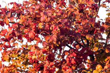 Red leaves and berries of guelder rose, background for design_