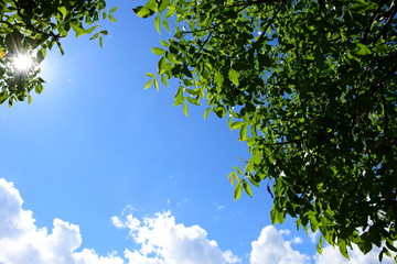 Grüne Walnussblätter - blauer Himmel - Wolken und Sonnenschein
