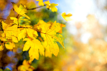 Branch with yellow leaves of maple on a colorful background in sunny weather_