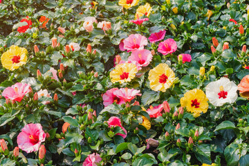 Beautiful of colorful hibiscus flowers in public garden at Ho Chi Minh City, Vietnam.