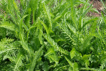 Gemeine Schafgarbe © Eberhard Spaeth