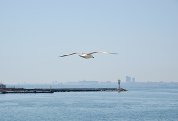 Fototapeta na wymiar seagull flying in blue sky