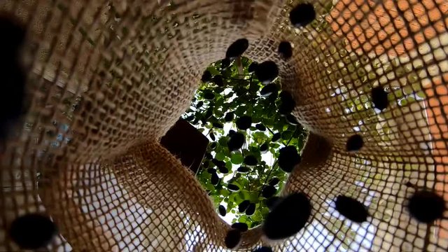 Blach bean grains falling inside the jute bag.