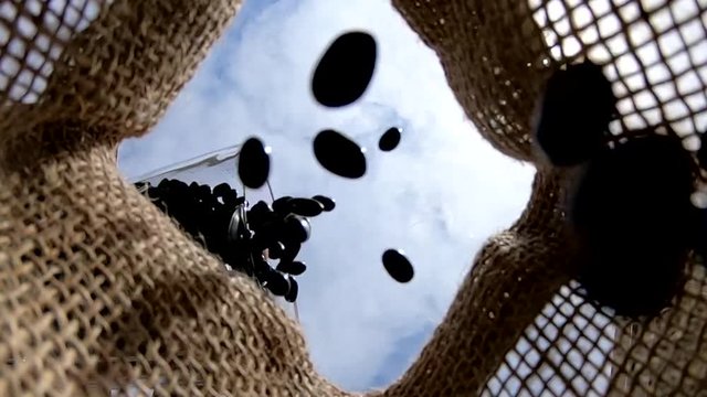 Blach bean grains falling inside the jute bag.