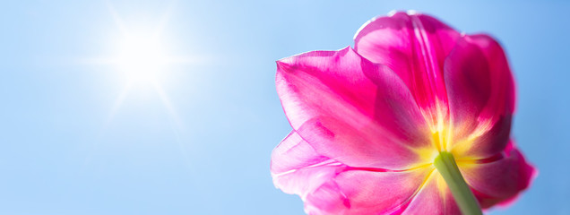 einzelne rosa Tulpe im Sonnenlicht