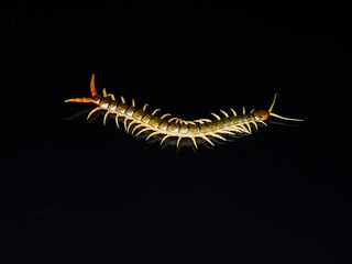 Scolopendra cingulata, also known as Megarian banded centipede and the Mediterranean banded centipede