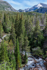 Forest and stream in the mountains