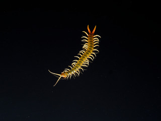 Scolopendra cingulata, also known as Megarian banded centipede and the Mediterranean banded...