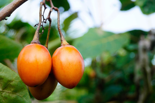Tomate Arbuste