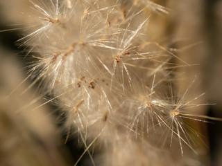 macro photo of dry yellow pampa grass in summer 