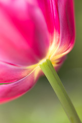 Nahaufnahme rosa Tulpe leuchtende Farben