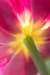 Nahaufnahme rosa Tulpe von unten, leuchtende Farbe