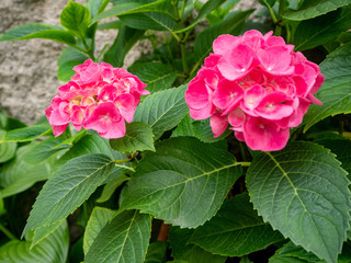 close view of 2 deep pink hydrangea flowers