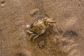 Crab on the sandy shore