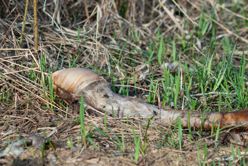 Elk leg bones from a dead elk in the forest on the ground.