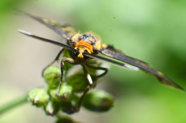 This butterfly insect, yellow hair, black body and two antennas in the head