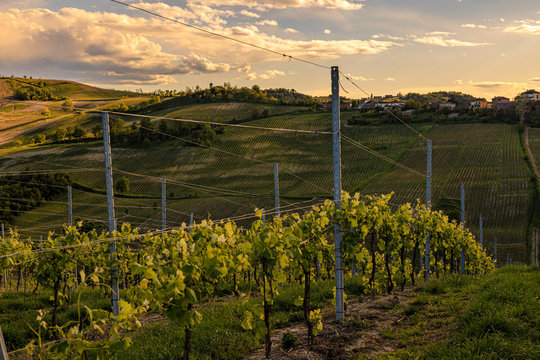 vineyard landscape