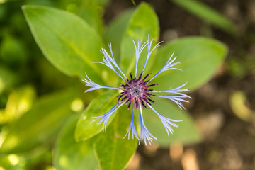 Unusual Pretty blue plant.