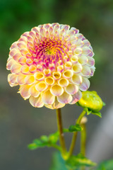 Multi-colored yellow pink dahlia flower on the bush