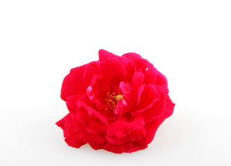 Blooming Red Rose Isolated On White Background