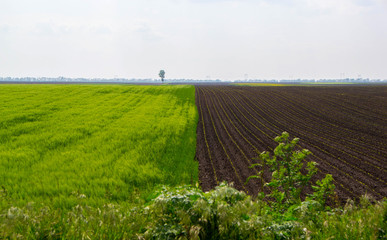 Agricultural field in the spring