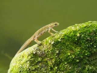 Smooth newt or common newt, Lissotriton vulgaris