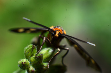 This butterfly insect, yellow hair, black body and two antennas in the head