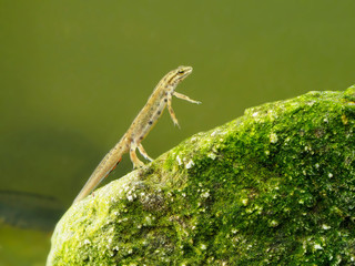 Smooth newt or common newt, Lissotriton vulgaris