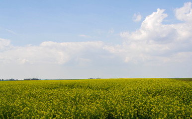 Fototapeta premium Agricultural field in the spring
