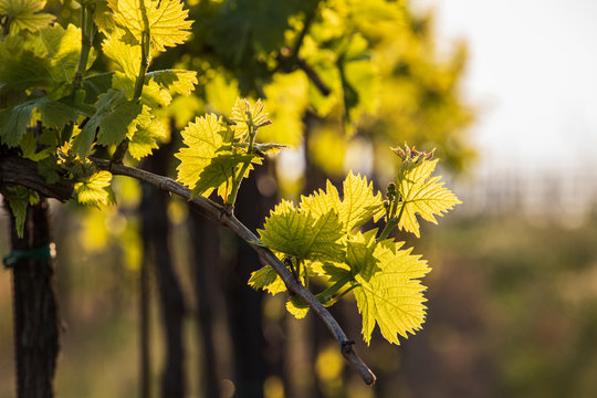 yellow grape in the spring