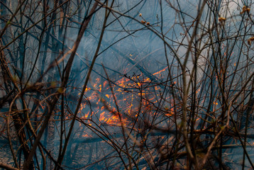 Forest fire in the afternoon. The trees are burning. Fire and smoke. Pollution of the environment.