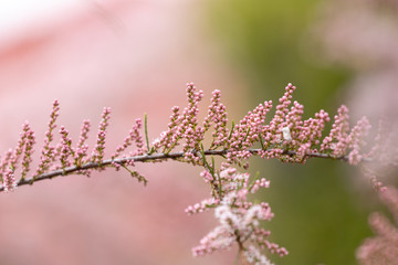 blühender Zweig mit rosa Blüten