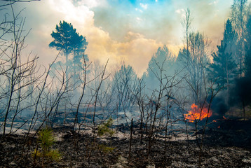 Forest fire. Spring. Grass and trees are burning. Fire and smoke.