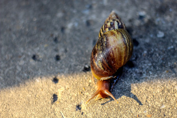 Snails with brown striped shell, crawling on old concrete.