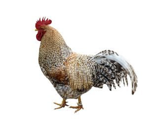 Rooster with colored feathers. Isolated