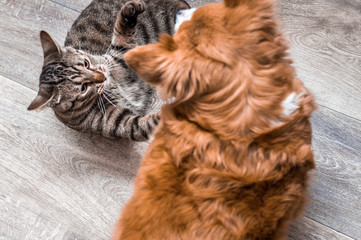 Portrait of a cat and dog close up. Play together on the floor