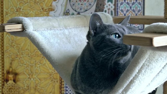 Un jeune chat jouant dans son arbre &agrave; chat