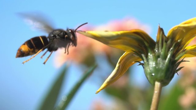 Bee Wasp hornet  with flower details closeup view