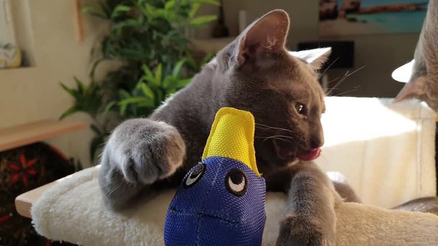 Un jeune chat jouant dans son arbre &agrave; chat