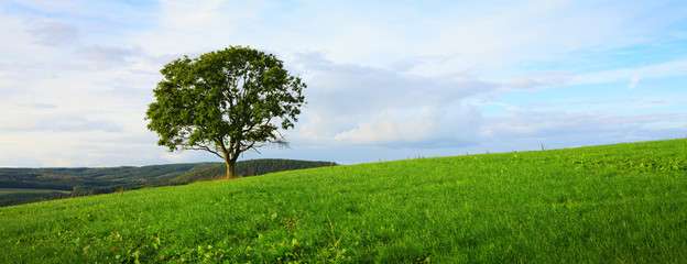 Sunny landscape with tree and blue sky .