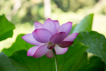 Lotus in shade