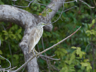 Squacco heron (Ardeola ralloides)