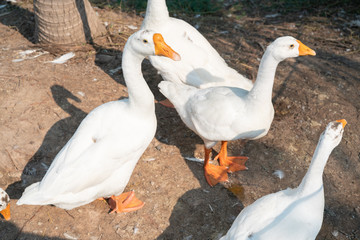 white geese looks questioningly at camera. - Domestic goose. A group of geese can be called a gaggle when they are on the ground or in the water, and a skein or a wedge when they are in flight.