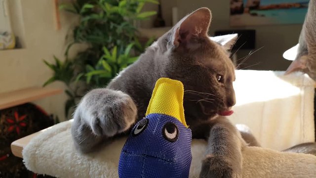 Un jeune chat jouant dans son arbre &agrave; chat