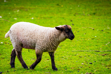 Fototapeta premium Sheep on local farm on spring day