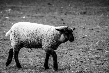 Sheep on local farm on spring day