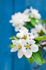 Flowering branch of apple tree in a spring