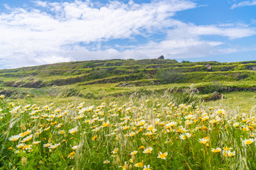 Fototapeta premium Rural Santorini landscape near Oia with wild flowers and terraces, Greece