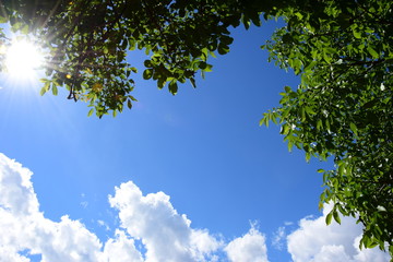 Grüne Walnussblätter - blauer Himmel - Wolken und Sonnenschein